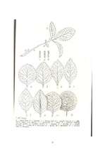 Konspekts 'Zemenes - šķirnes un kaitēkļi', 3.