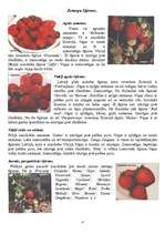 Konspekts 'Zemenes - šķirnes un kaitēkļi', 4.