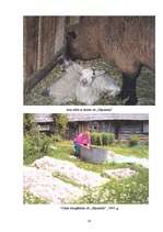 Referāts 'Aitkopība Latvijā', 16.