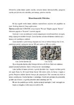 Referāts 'Atskaite par ekskursiju - betona rūpnīca Schwenk', 5.