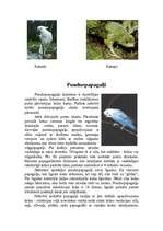 Referāts 'Papagaiļi', 4.