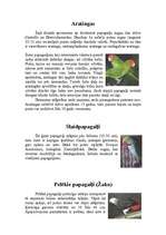 Referāts 'Papagaiļi', 8.