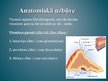 Prezentācija 'Virsnieru anatomija', 5.