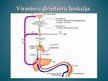 Prezentācija 'Virsnieru anatomija', 9.