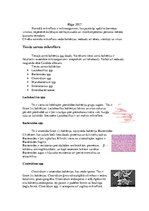 Konspekts 'Zarnu mikroflora', 2.