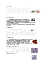 Konspekts 'Zarnu mikroflora', 5.