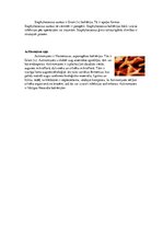 Konspekts 'Zarnu mikroflora', 6.