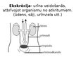 Prezentācija 'Urinīzvadoragānu sistēma', 6.