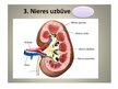 Prezentācija 'Urinīzvadoragānu sistēma', 8.