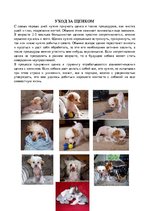 Referāts 'Щенок', 6.