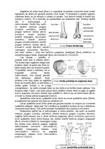 Diplomdarbs 'Ceļa locītavas rentgenogrāfija traumu gadījumā', 8.