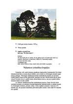 Referāts 'Pāvilosta', 11.