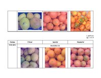 Referāts 'Citrusaugļu kvalitāte Jelgavas lielveikalos', 75.