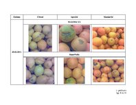 Referāts 'Citrusaugļu kvalitāte Jelgavas lielveikalos', 80.