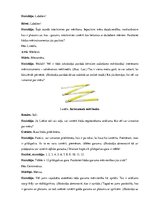 Konspekts 'Mērīšana, 1.klase', 2.