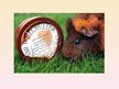 Prezentācija 'Reklāmas attīstības novērtējums. The Body Shop', 11.