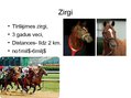 Prezentācija 'Zirgu skriešanās sacīkstes', 3.
