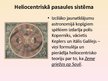 Prezentācija 'Renesanses zinātne un lielie ģeogrāfiskie atklājumi', 8.