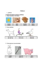 Prezentācija 'Pētījums studiju kursā "Ievads logopēdijā"', 4.