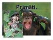Prezentācija 'Primāti', 1.