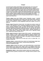 Konspekts 'Zvaigznes semantiskā un pragmatiskā nozīme', 1.