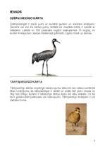 Konspekts 'Dzērvjveidīgo un tārtiņveidīgo kārta. Dzērve un sloka', 3.