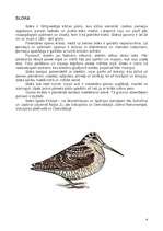 Konspekts 'Dzērvjveidīgo un tārtiņveidīgo kārta. Dzērve un sloka', 4.