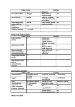 Prakses atskaite 'Bērna aprūpes plāns', 10.