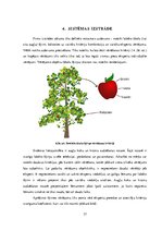 Diplomdarbs 'Aktīvo likumu izmantošana informācijas sistēmās', 37.