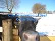 Prezentācija 'Characterization of Beef Cattle Breeds', 1.