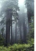 Referāts 'Mežs', 1.