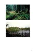 Referāts 'Mežs', 51.