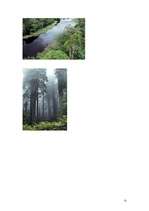 Referāts 'Mežs', 52.