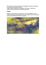 Paraugs 'Modes industrija: SIA "Fancy" modes skate "Sleeping Beauty"', 4.