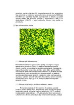 Konspekts 'Dzelzs oglekļu sakausējumi', 3.