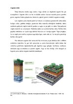 Referāts 'Zaļie jumti ilgtermiņā Latvijā', 28.