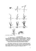 Diplomdarbs 'Sīpolloku ieguves iespējas neapkurināmās plēves seguma siltumnīcās', 10.