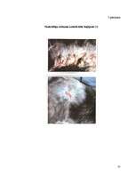 Referāts 'Kaķu ēdināšana', 58.