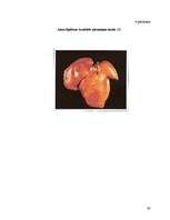 Referāts 'Kaķu ēdināšana', 59.