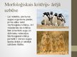 Prezentācija 'Sugas kritēriji. Morfoloģiskais, fizioloģiskais un bioķīmiskais kritērijs', 7.
