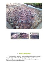 Prezentācija 'Pirts būvēšana', 4.