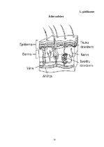 Referāts 'Skaistas ādas noslēpums', 30.