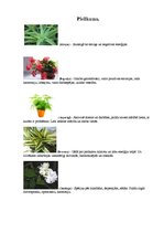 Konspekts 'Telpaugu nozīme viesmīlības atmosfēras radīšanā', 7.