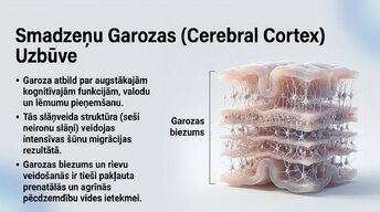 Prezentācija 'Ievads neirobioloģijā: agrīnās vides ietekme uz smadzeņu attīstību', 3.