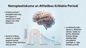 Prezentācija 'Ievads neirobioloģijā: agrīnās vides ietekme uz smadzeņu attīstību', 10.