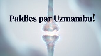 Prezentācija 'Ievads neirobioloģijā: agrīnās vides ietekme uz smadzeņu attīstību', 17.