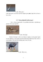 Paraugs 'ZPD paraugs - putnu pielāgotība barības ieguvei un dzīves videi', 7.