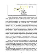 Diplomdarbs 'Likumiskās mantošanas īpatnības pārdzīvojušā laulātā mantojuma daļas noteikšanā', 37.