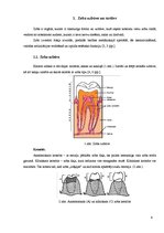 Referāts 'Vides ietekme uz zobu veselību', 6.