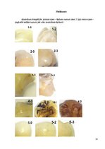 Referāts 'Vides ietekme uz zobu veselību', 26.